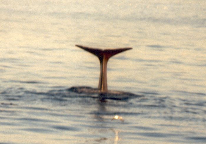 ../Images/025.Whalewatching ab Andenes.jpg